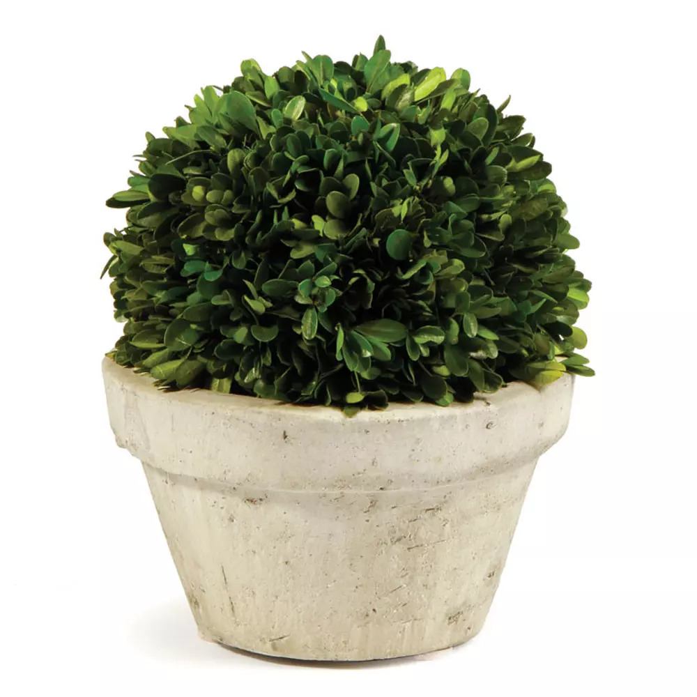 Boxwood Ball In Pot Large