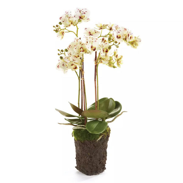 Phalaenopsis Orchid Drop - 30